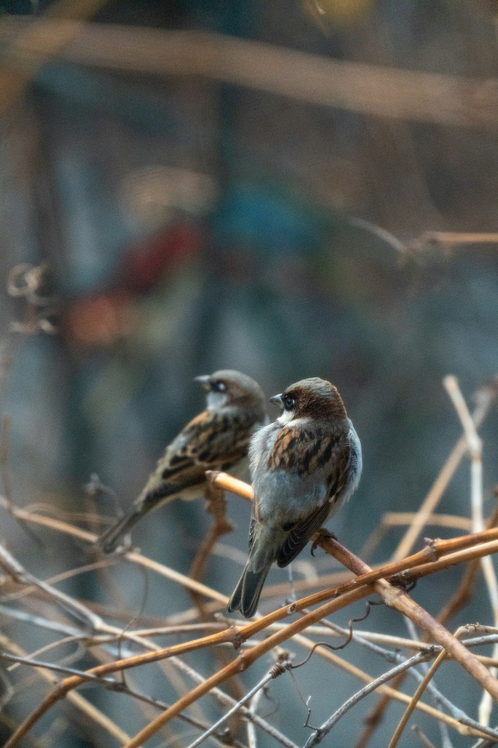 Two birds perched together on branches — representing connection and communication in couple counselling, Illawong.