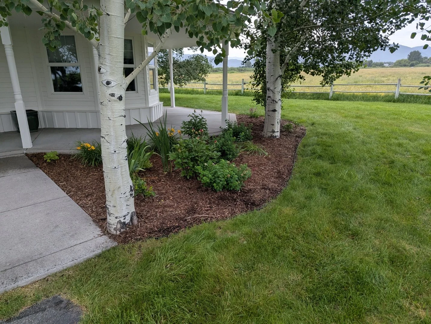 A landscaped yard with two white-barked trees, a small plant bed with green shrubs and yellow flowers, a concrete walkway, a porch of a house, green grass, and an open field with distant mountains in the background.