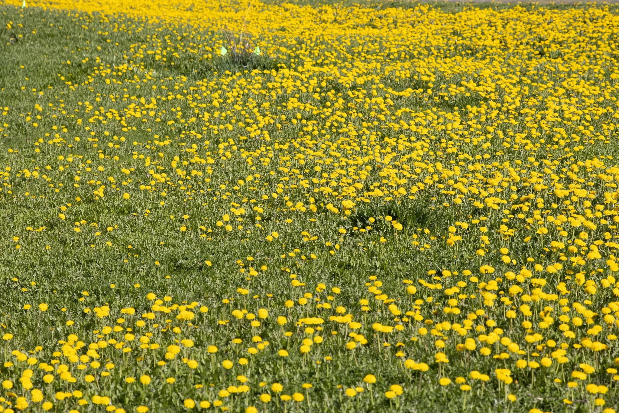 A vast field of bright yellow flowers dandelions with green grass covering the lower part of the scene.