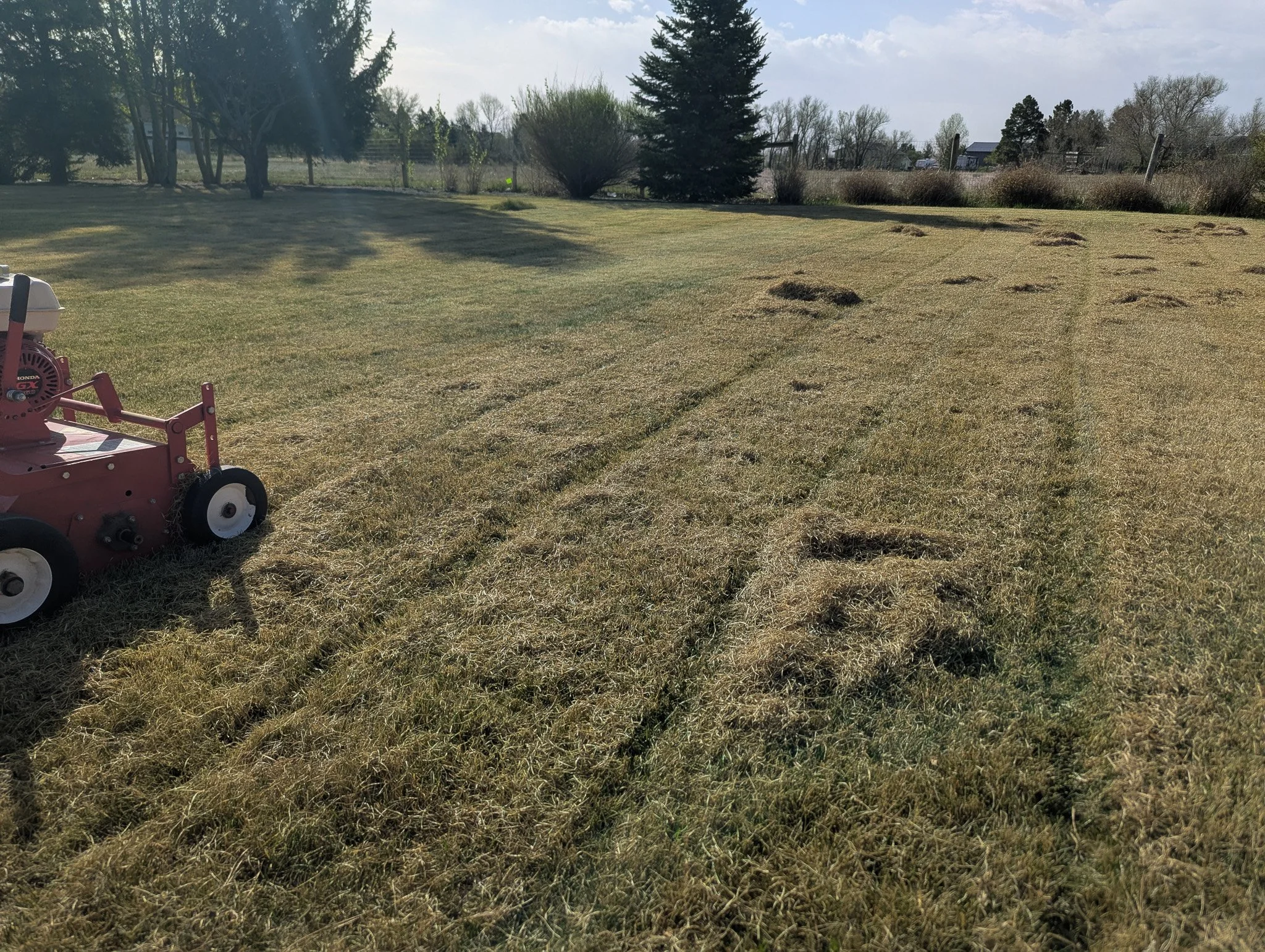 dethatching, power rake, core aeration raking cleanup yard maintenance