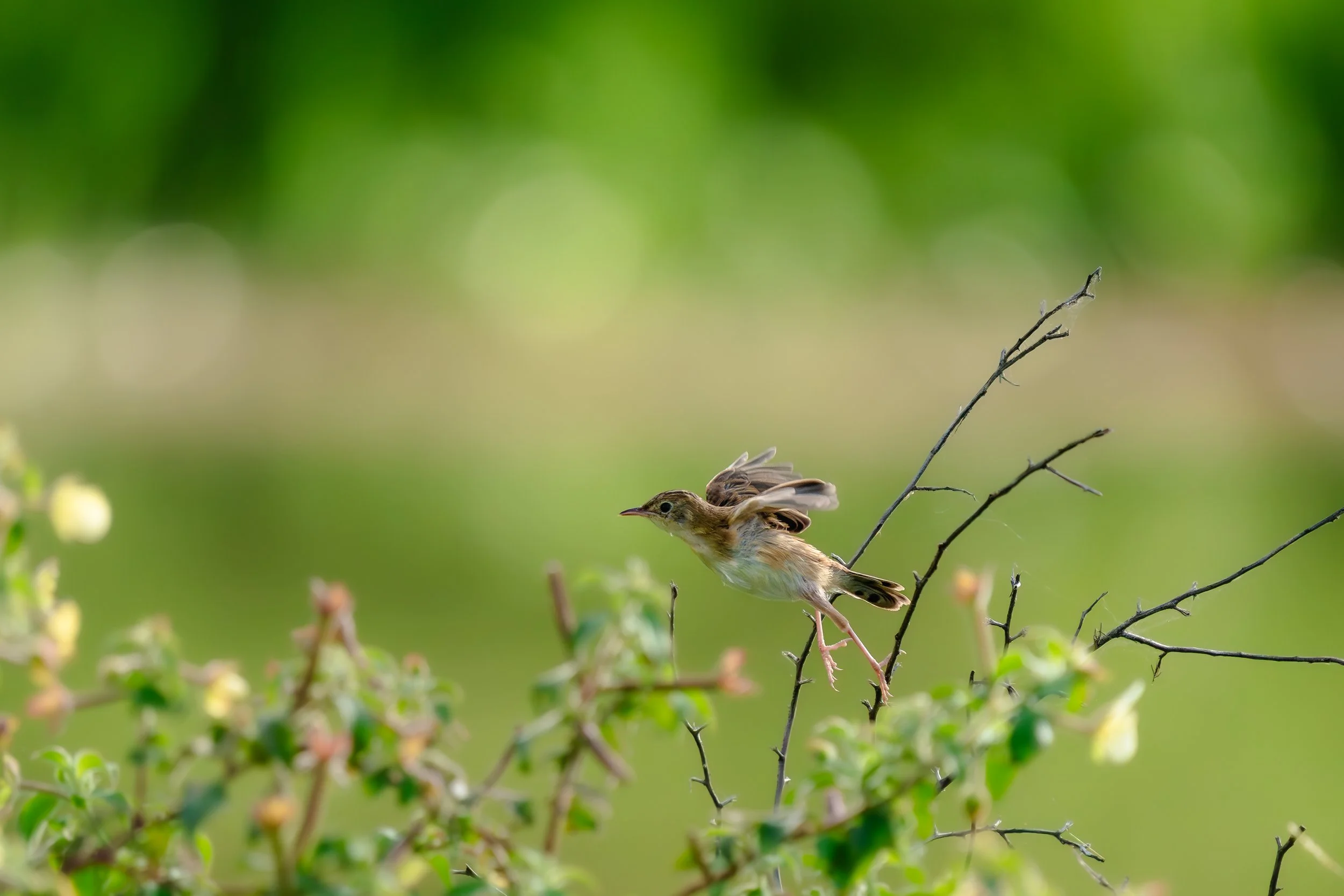 Superb Fairywren