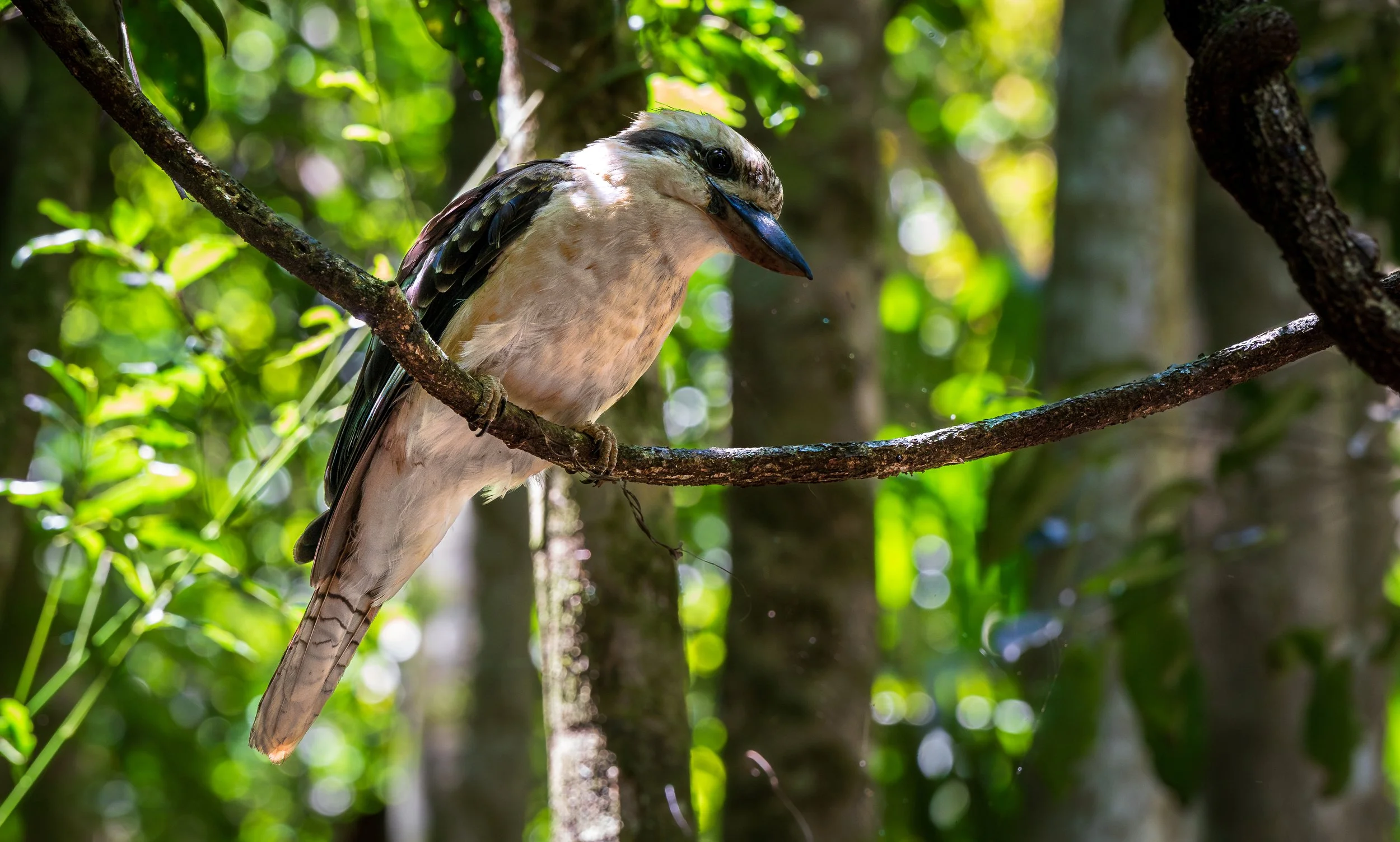 Kookaburra