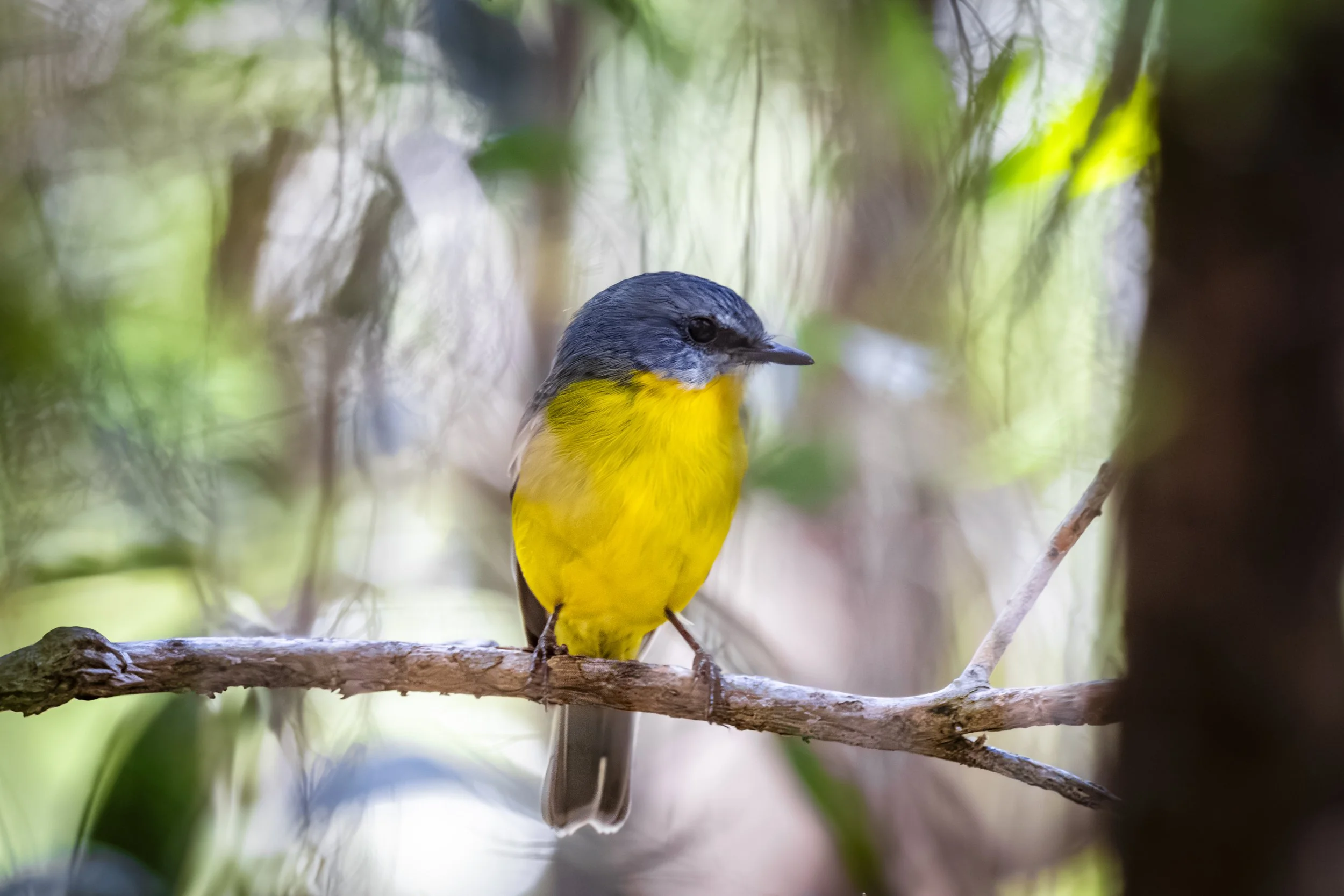 Eastern Yellow Robin
