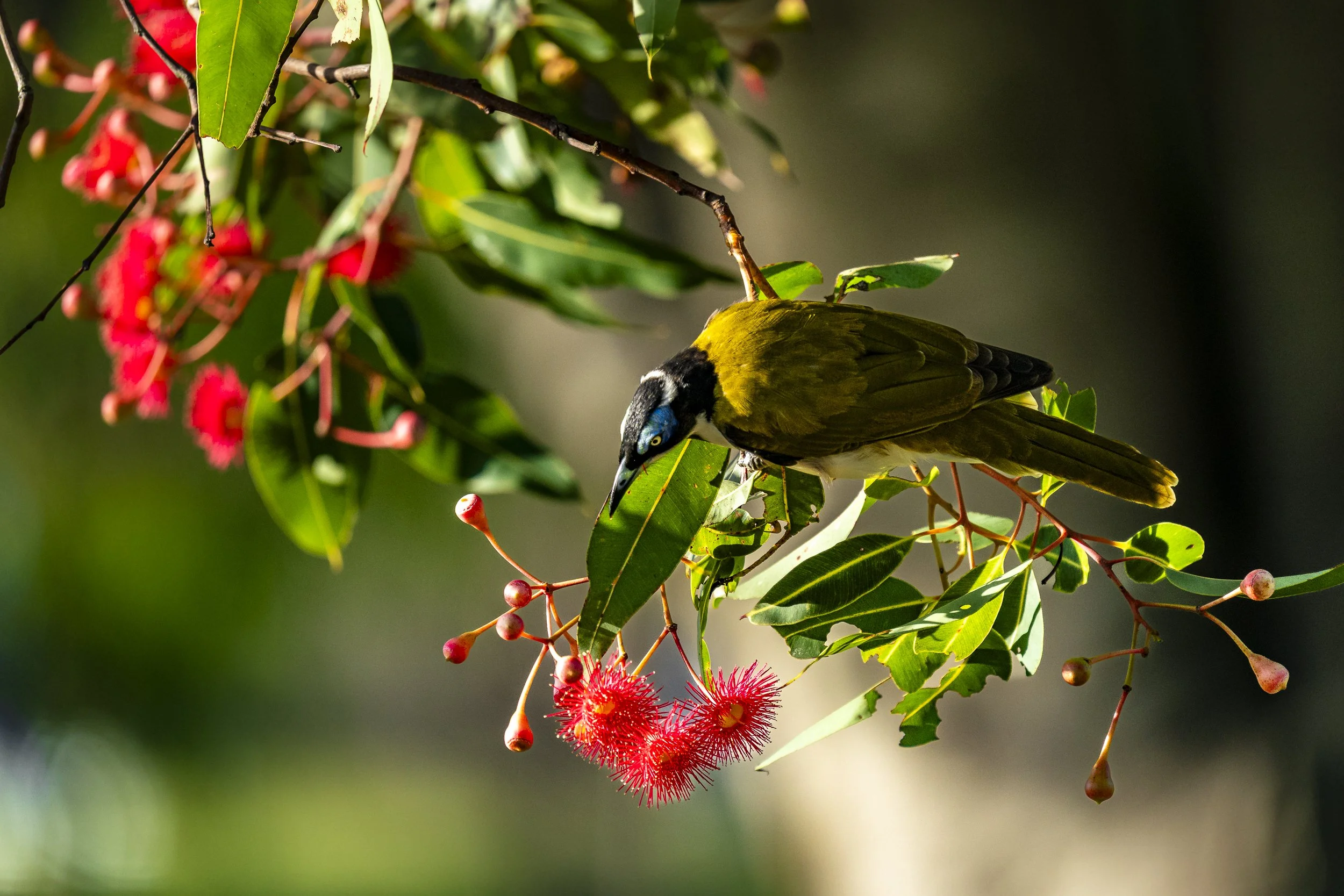 Blue-faced Honeyeater
