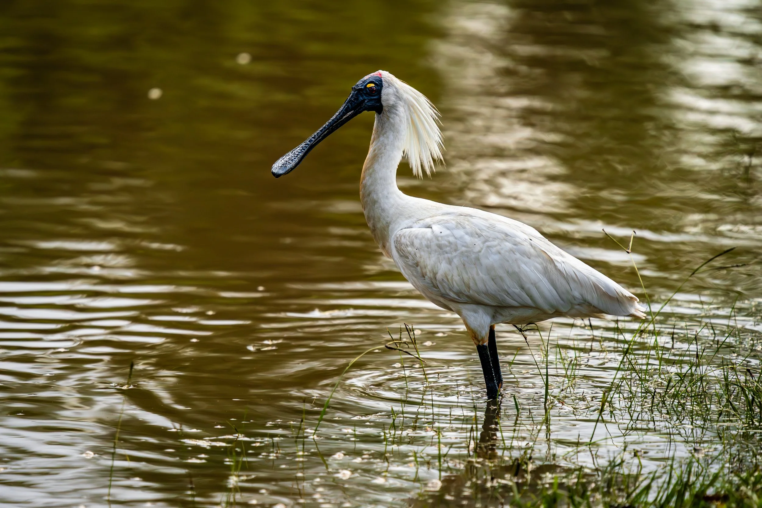 Royal Spoonbill