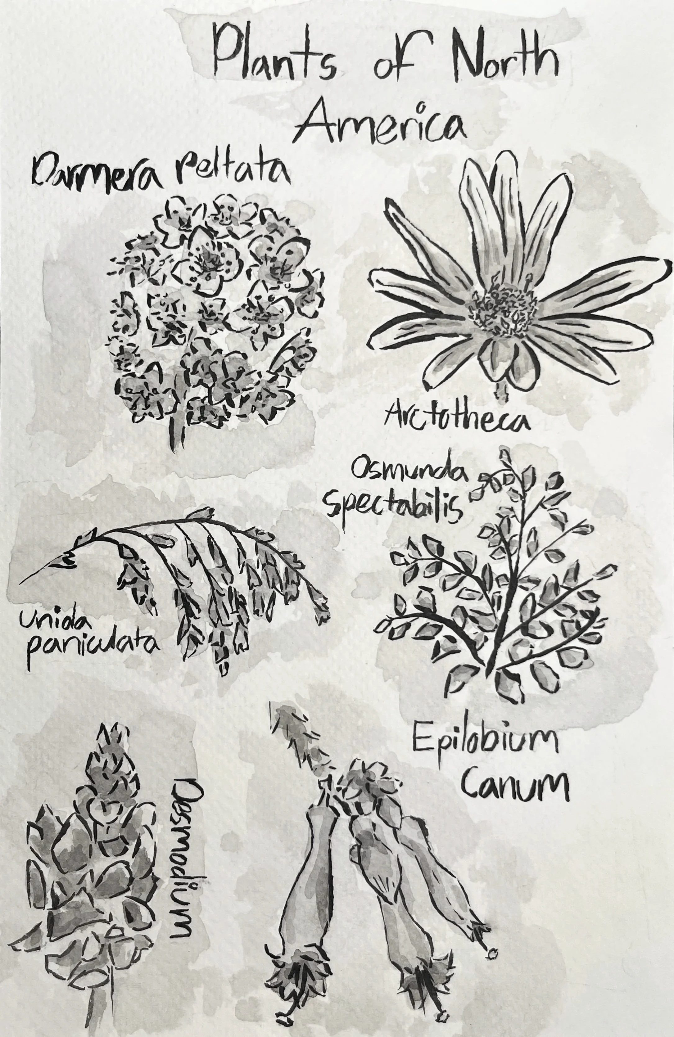 Plants of North America