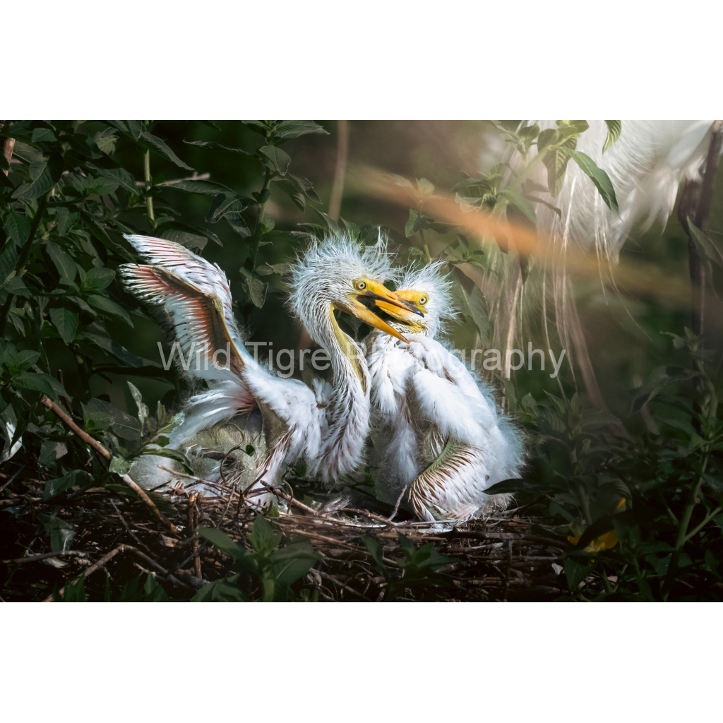 image_original_49f45fa50ac8ae372415c23a25f259dd.png