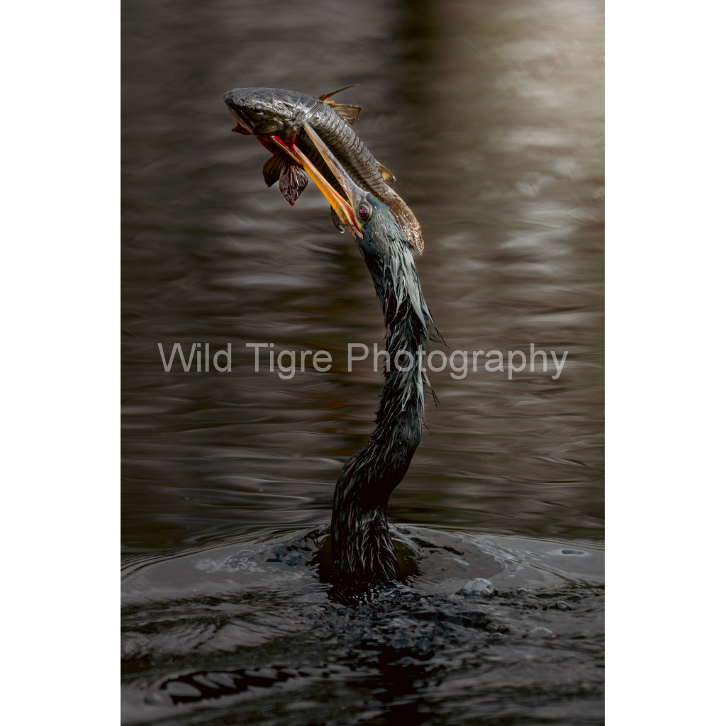 image_original_49f45fa50ac8ae372415c23a25f259dd.png
