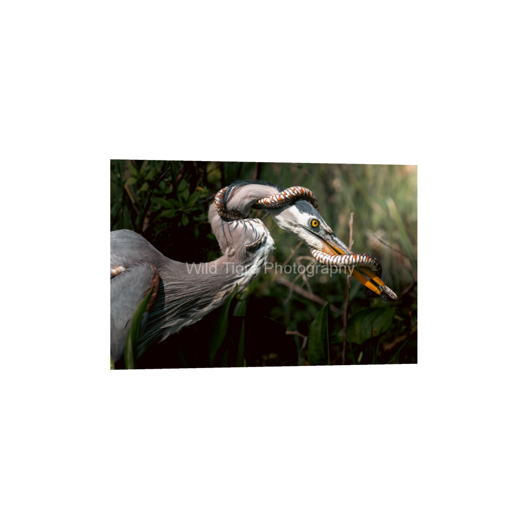 ptq_34_3_375_245_6000_4000_0_false_ffffff_0_0_49f45fa50ac8ae372415c23a25f259dd.png