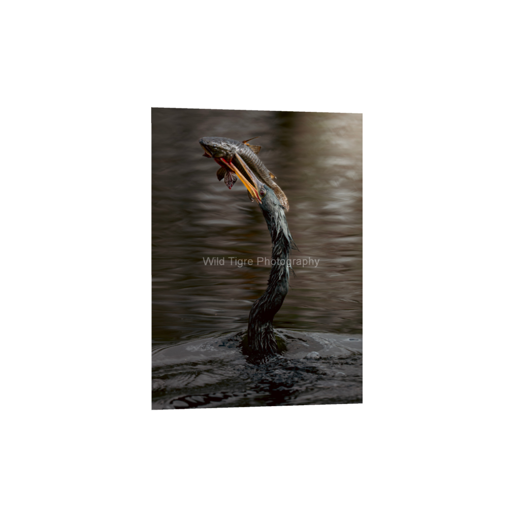 ptq_1_7_0_137_2748_3847_0_false_ffffff_0_0_49f45fa50ac8ae372415c23a25f259dd.png