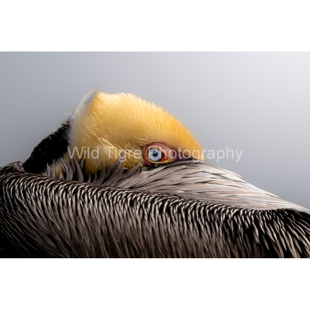 image_original_49f45fa50ac8ae372415c23a25f259dd.png