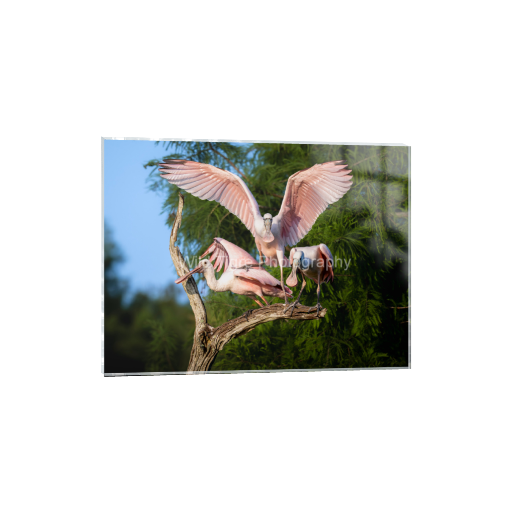 ptq_17_5_353_0_5656_4242_0_false_ffffff_0_0_49f45fa50ac8ae372415c23a25f259dd.png