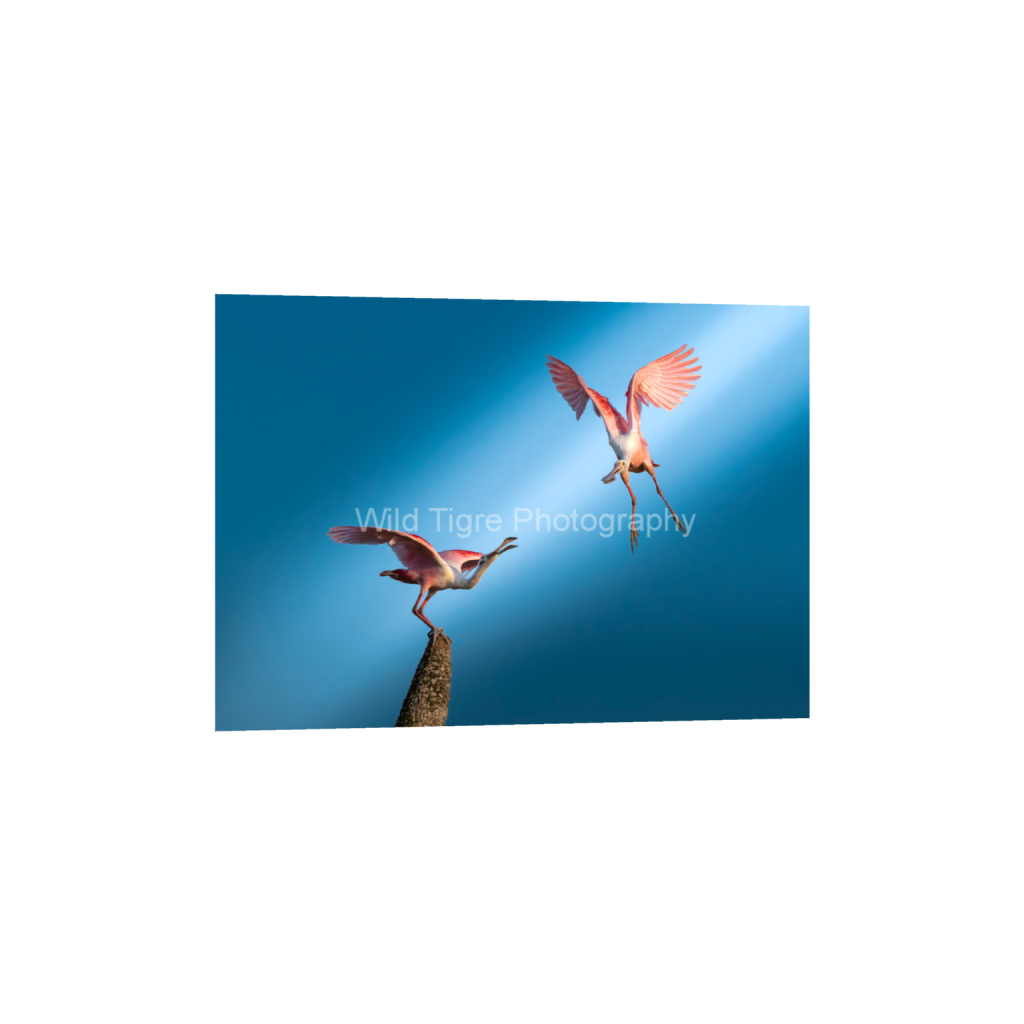 ptq_34_7_440_1490_5566_3976_0_false_ffffff_0_0_49f45fa50ac8ae372415c23a25f259dd.png
