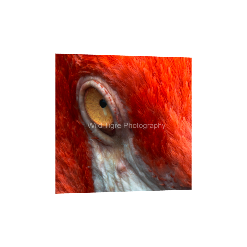ptq_1_0_0_98_702_702_0_false_ffffff_0_0_49f45fa50ac8ae372415c23a25f259dd.png