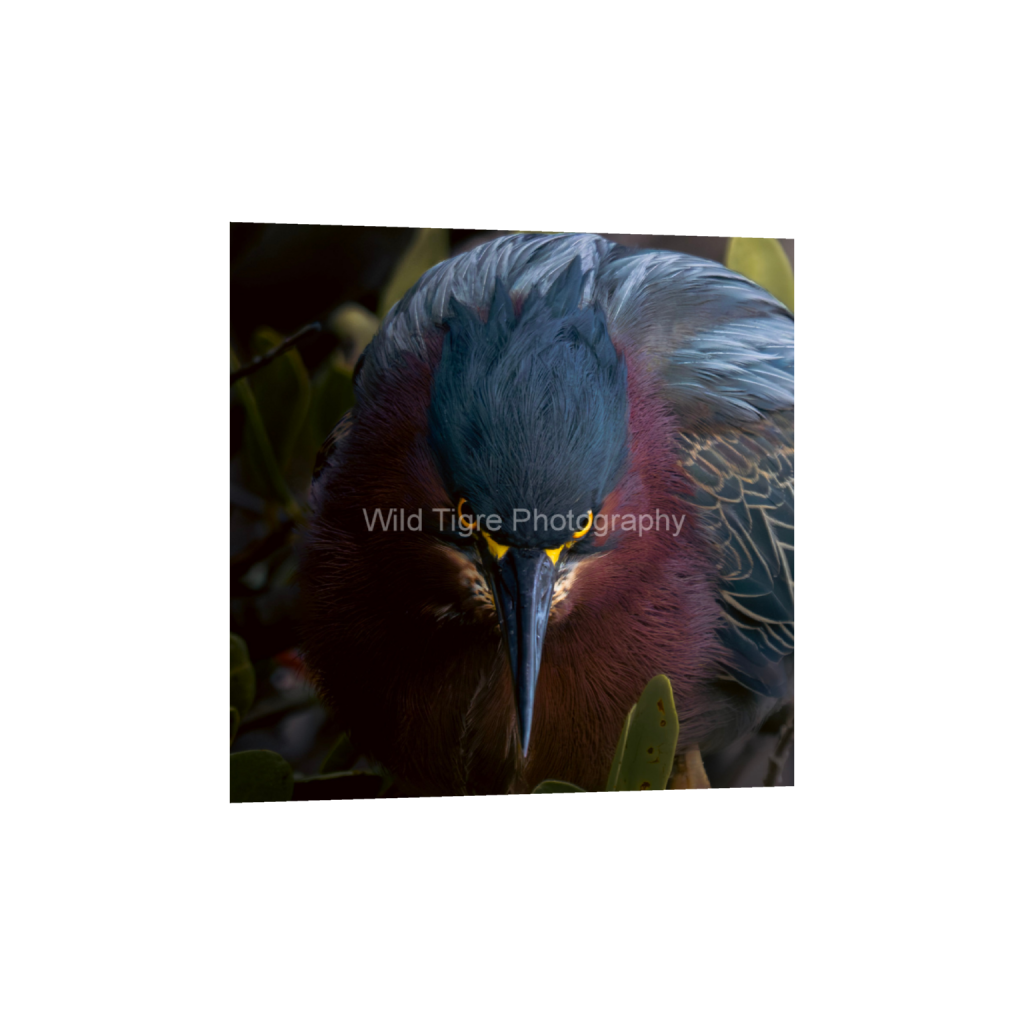 ptq_1_0_0_347_1389_1389_0_false_ffffff_0_0_49f45fa50ac8ae372415c23a25f259dd.png