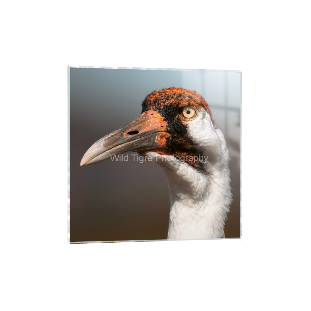 ptq_17_0_0_555_2218_2218_0_false_ffffff_0_0_49f45fa50ac8ae372415c23a25f259dd.png