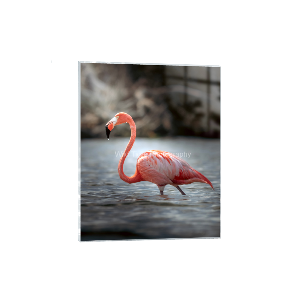 ptq_17_6_0_385_3086_3857_0_false_ffffff_0_0_49f45fa50ac8ae372415c23a25f259dd.png