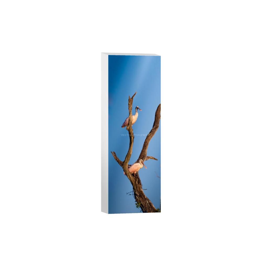 ptq_7_2_459_0_1802_5408_0_false_ffffff_0_0_49f45fa50ac8ae372415c23a25f259dd.png