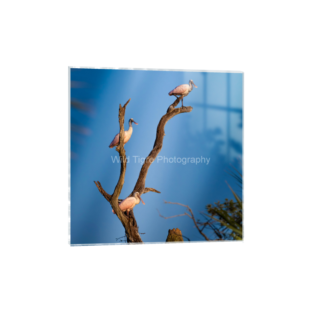ptq_17_0_0_541_4326_4326_0_false_ffffff_0_0_49f45fa50ac8ae372415c23a25f259dd.png