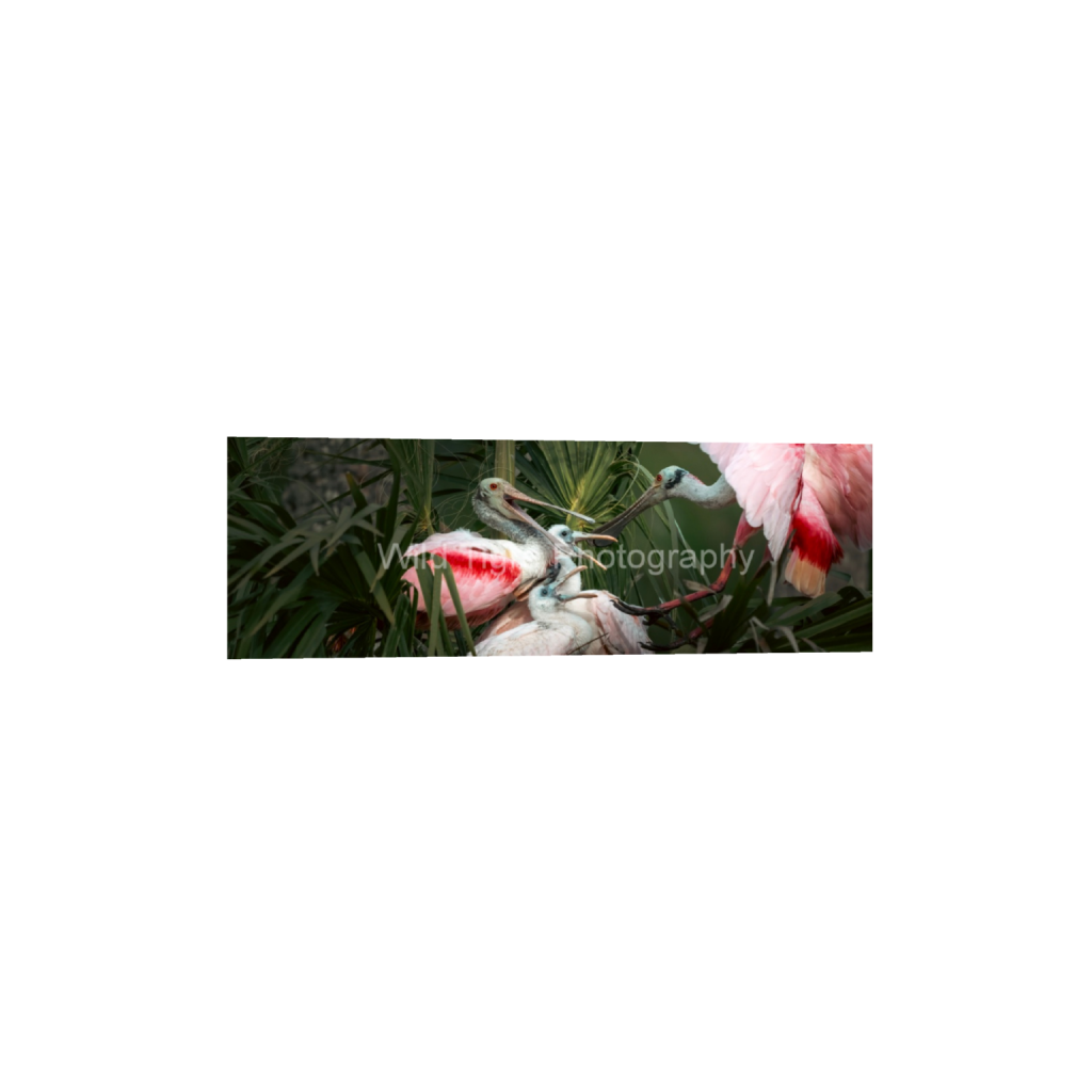 ptq_1_2_0_1128_6768_2256_0_false_ffffff_0_0_49f45fa50ac8ae372415c23a25f259dd.png