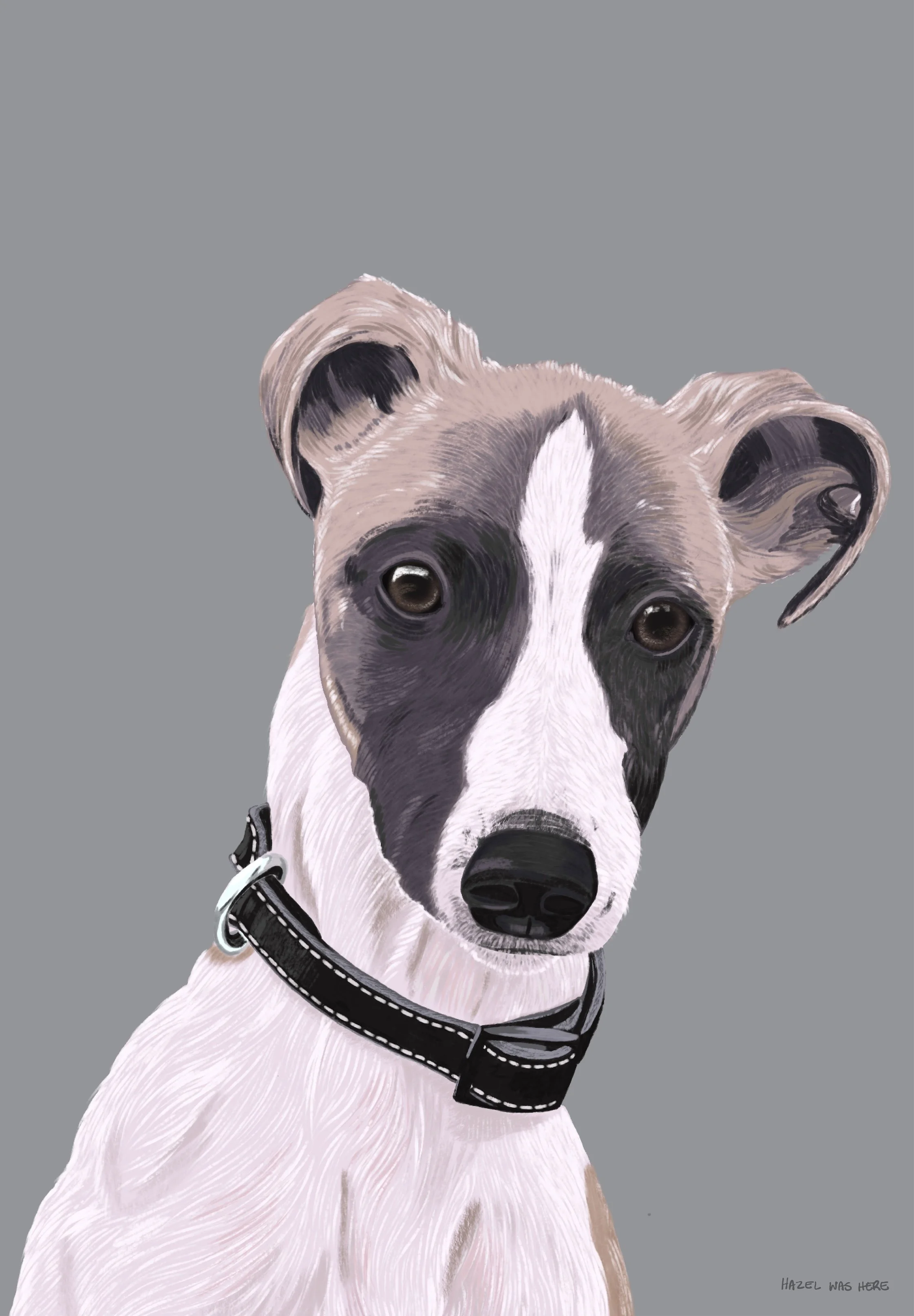 Whippet-close-up.jpg