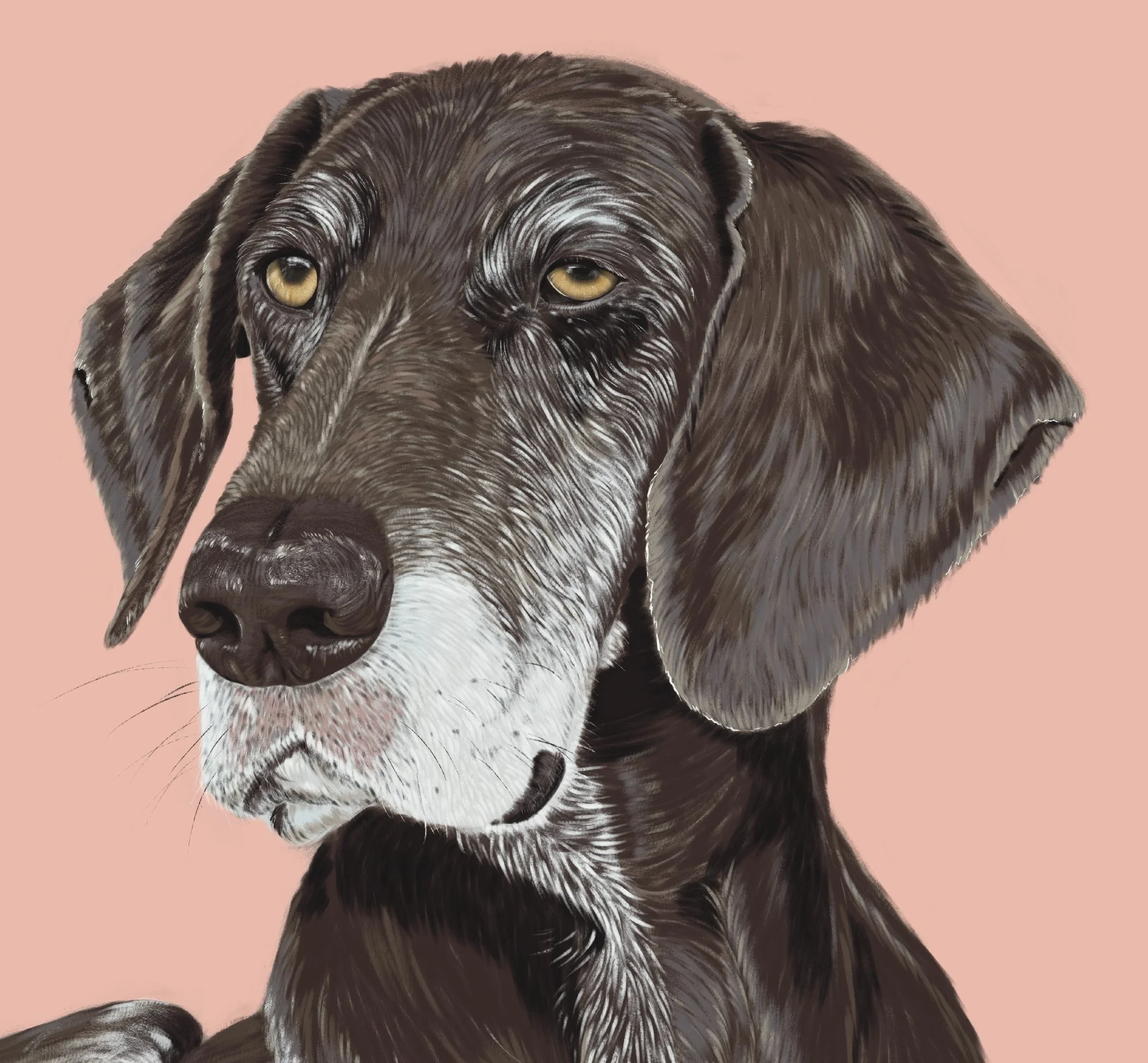 German-shorthaired-pointer-close-up.jpg
