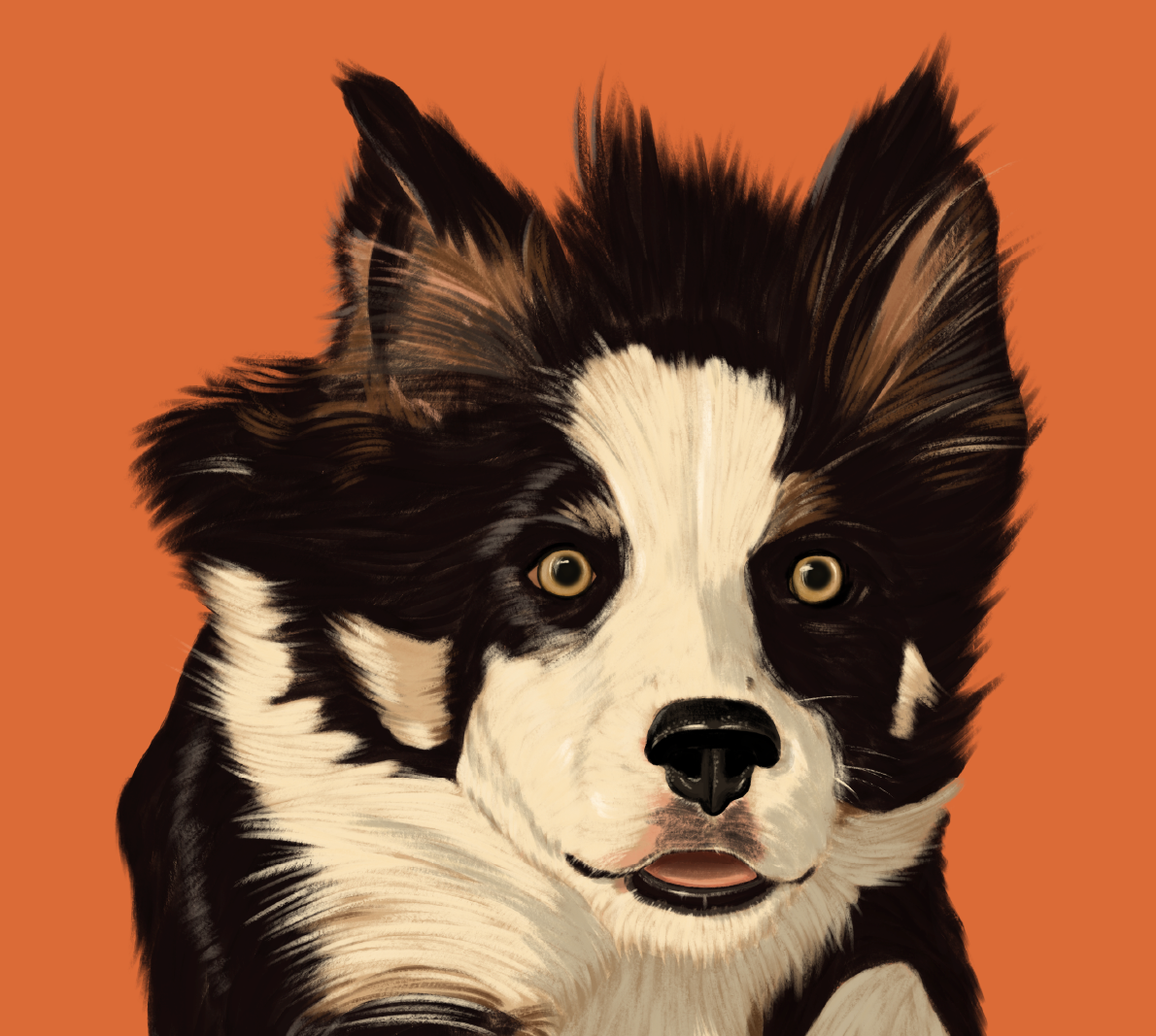 Collie web-03.png
