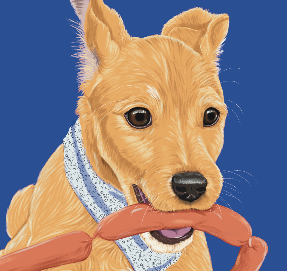 jack-russell-close-up-web.png