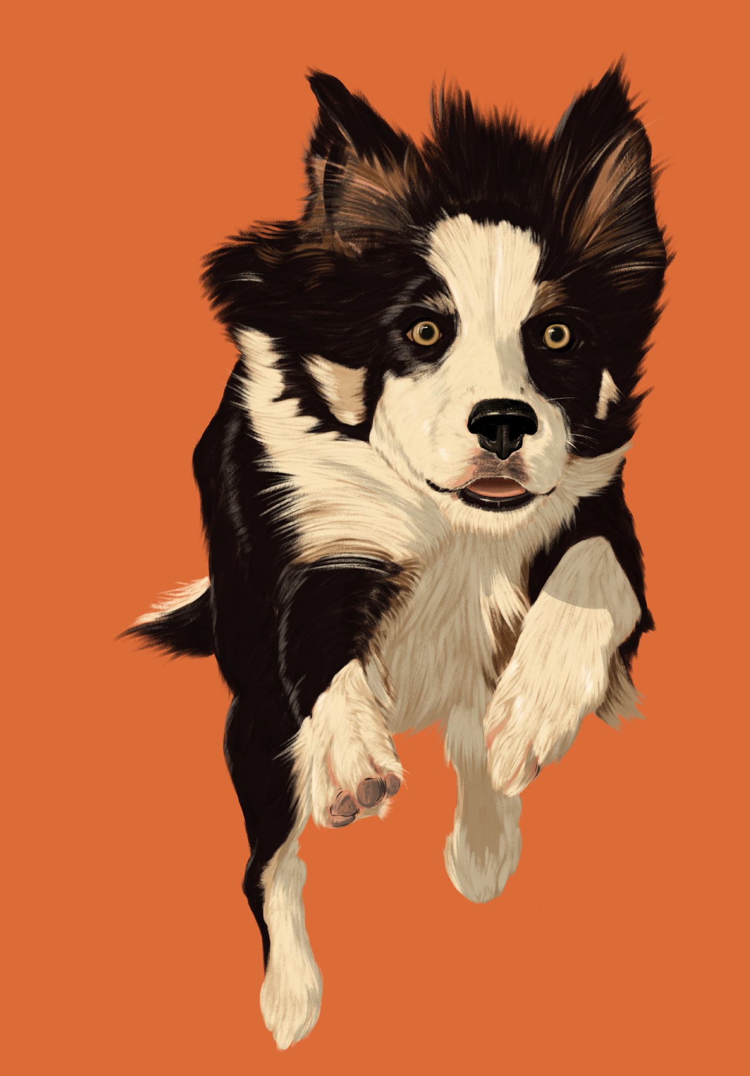 Collie web-04.png
