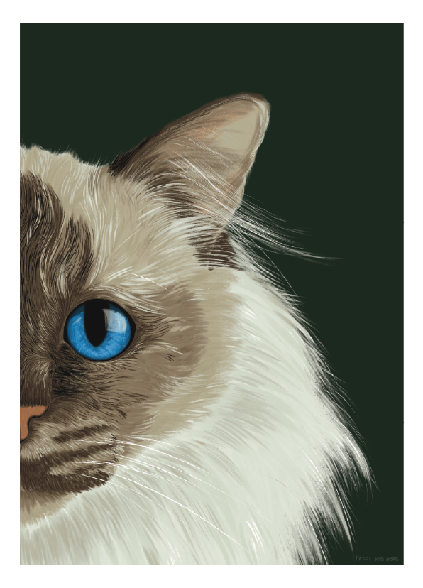 Fine art print of fluffy white Birman cat with bright blue eyes by Lisa van Beeck.