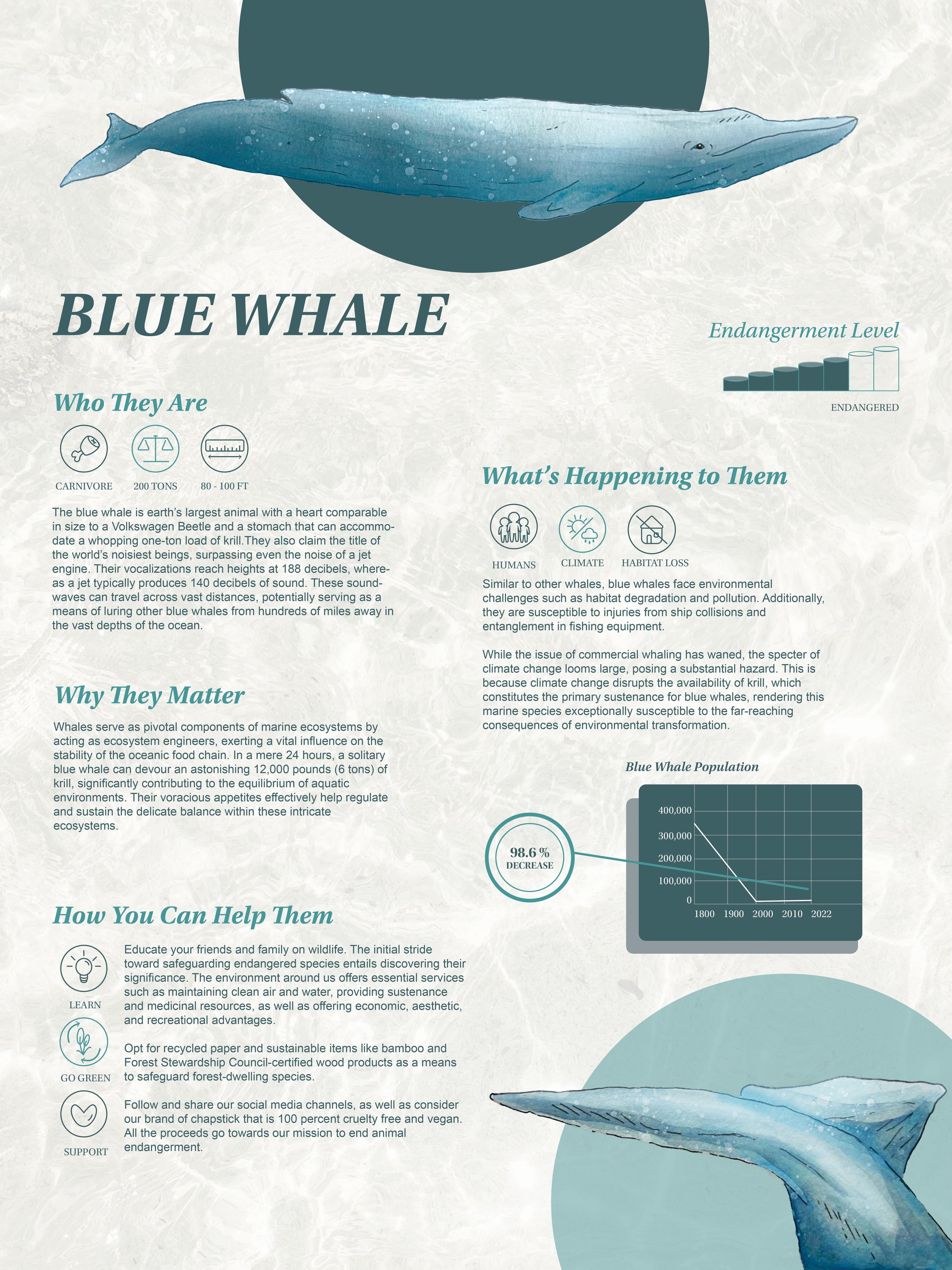 Wild Cause_Infographics_Redesign3.jpg