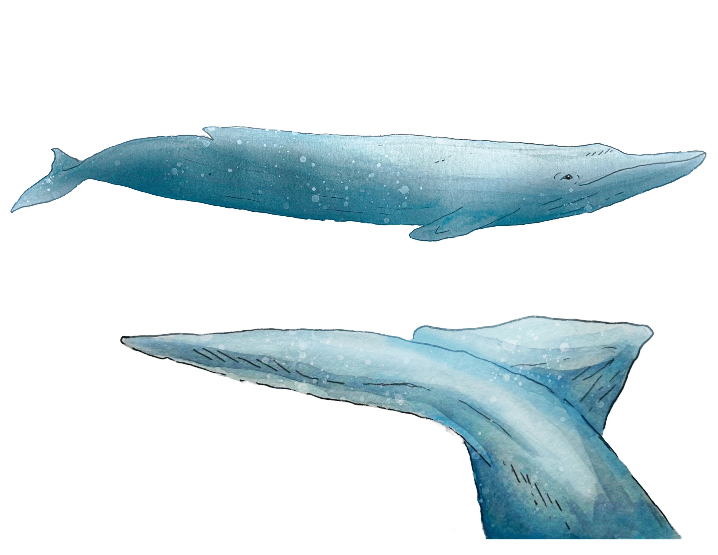 Wild Cause_Illustrations2.jpg