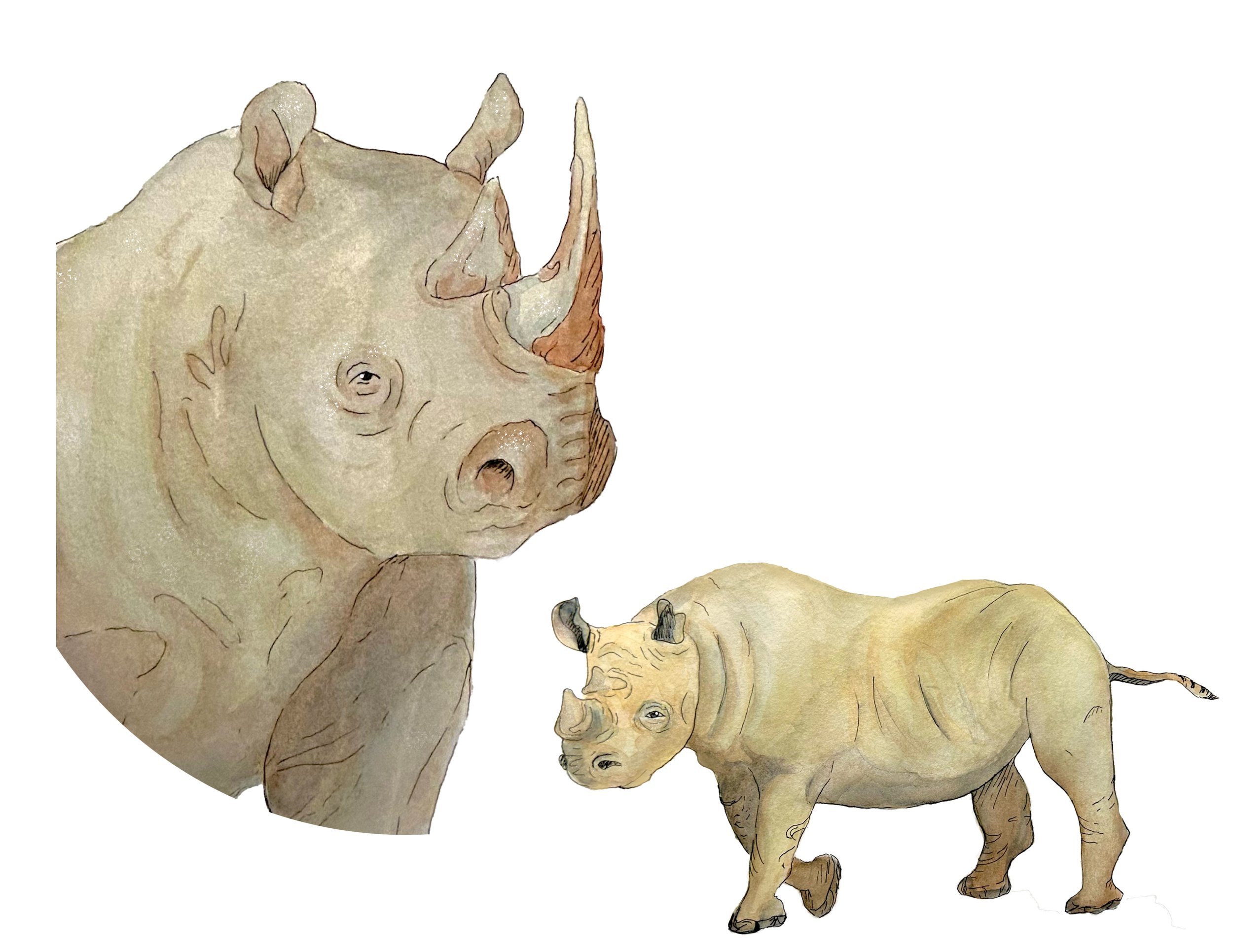 Wild Cause_Illustrations.jpg