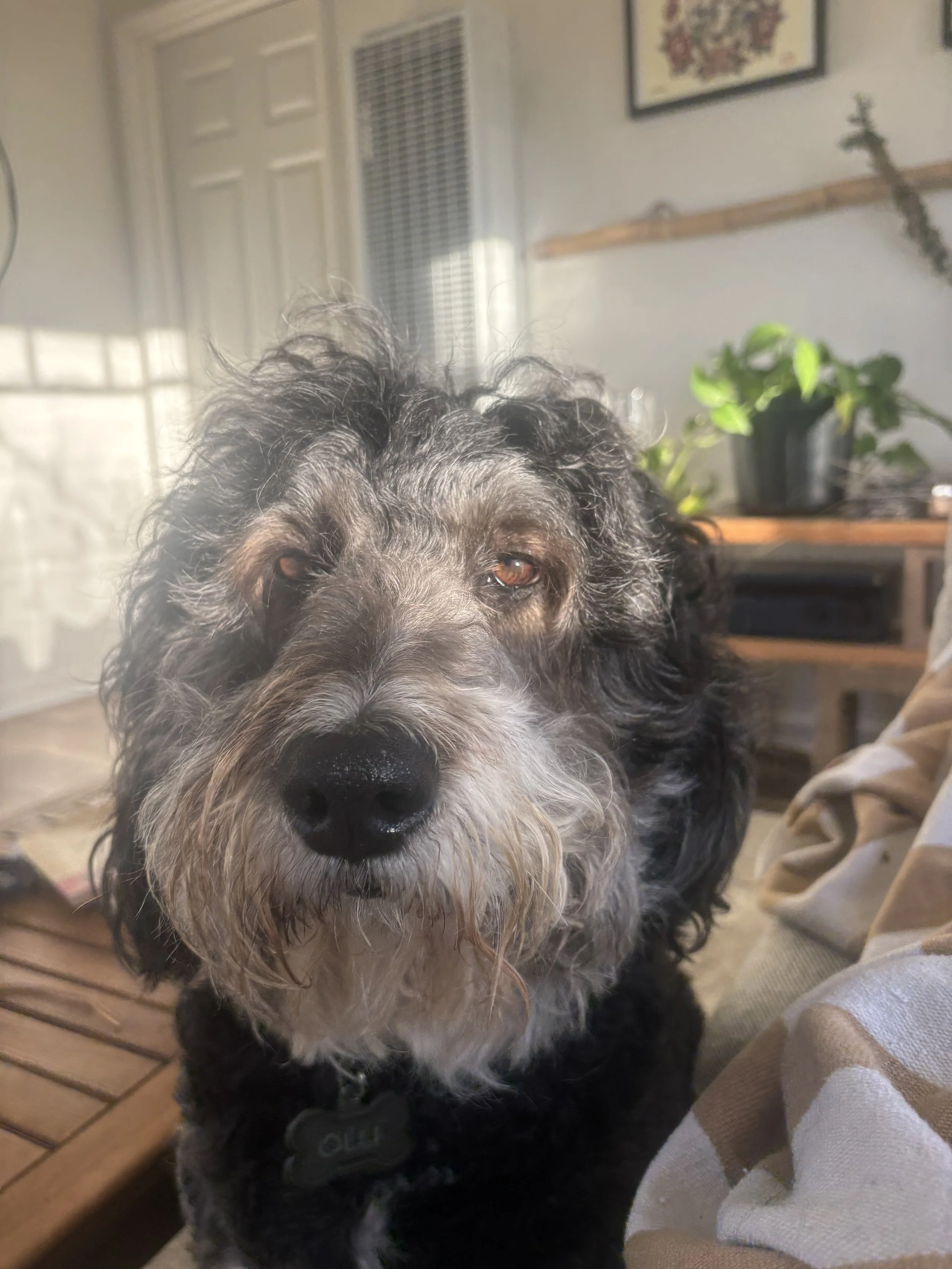 Close-up of a black, gray, and white curly-haired dog with brown eyes, sitting indoors with a wooden coffee table, potted plant, and framed artwork in the background.