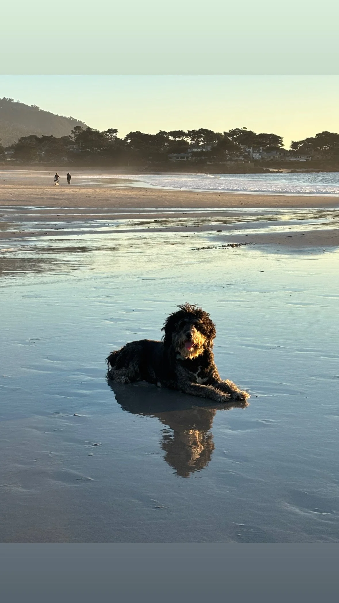 A black and brown dog lying on wet sand at the beach with reflections of the sky and the dog in the water, during sunset or sunrise with a few people and trees in the background.