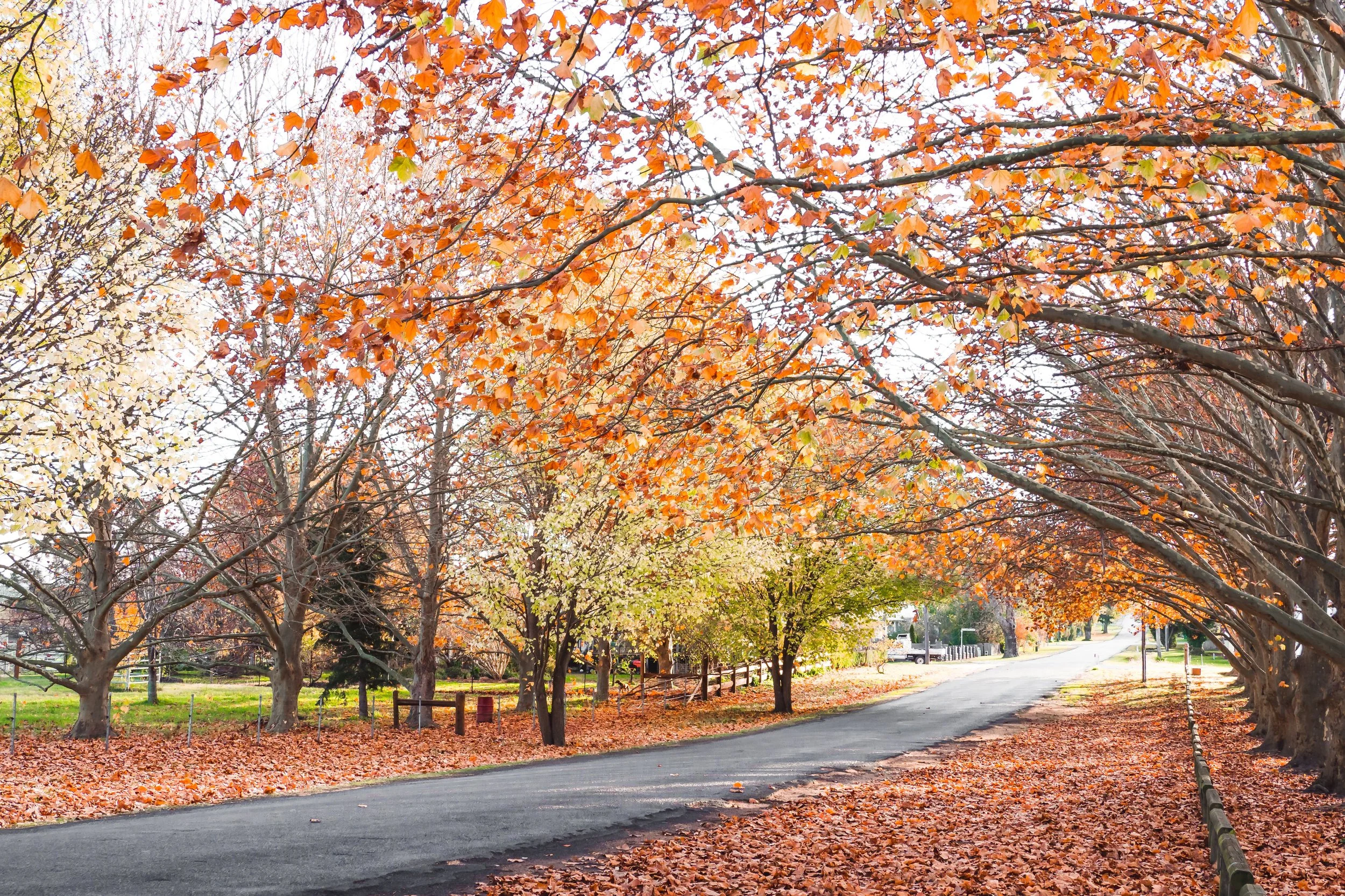 Why Autumn is the Perfect Time to Visit Tenterfield, NSW