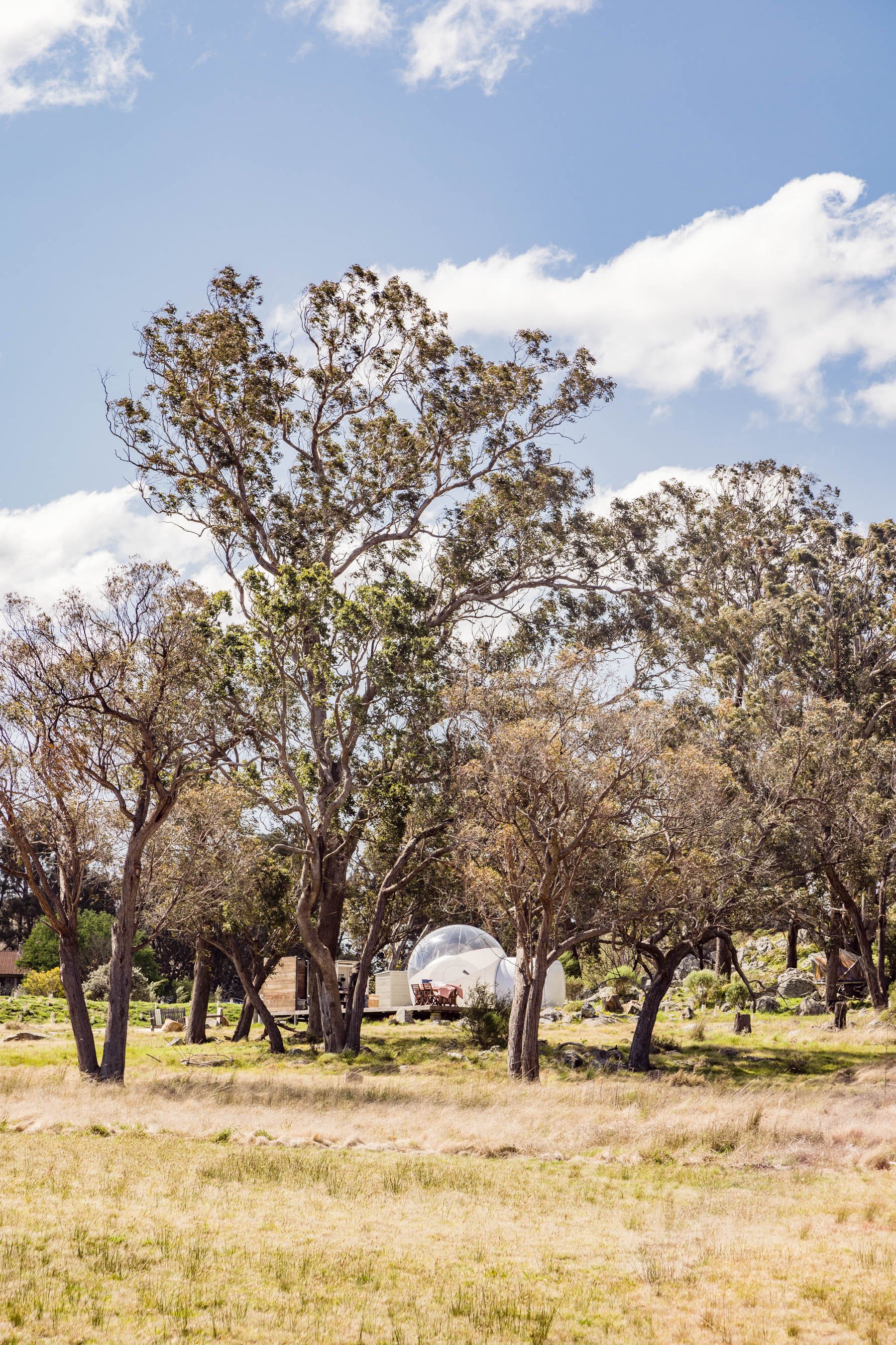 Bubbletent in grassy field with tall trees and partly cloudy sky.