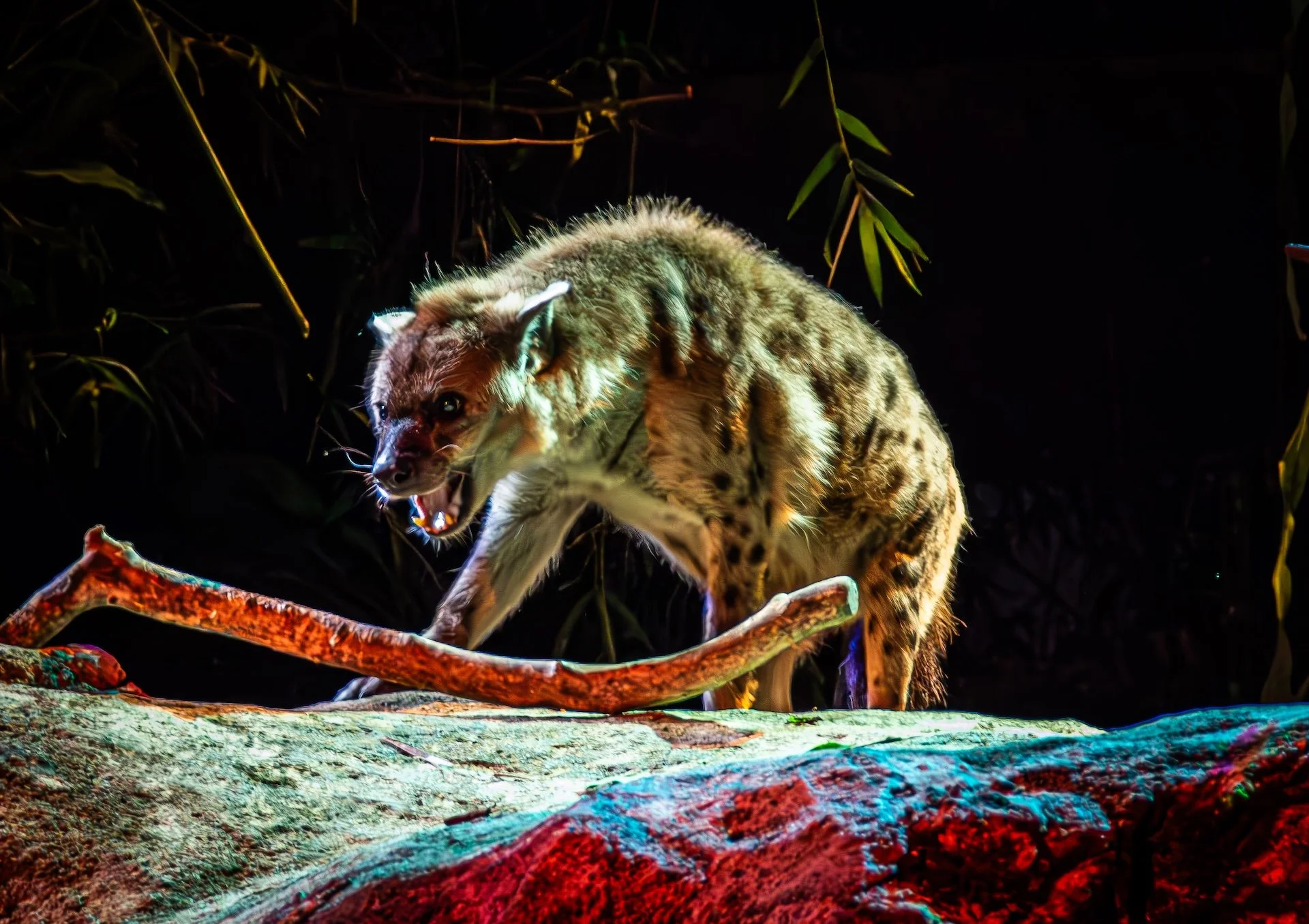 Haiyena from the Singapore Zoo