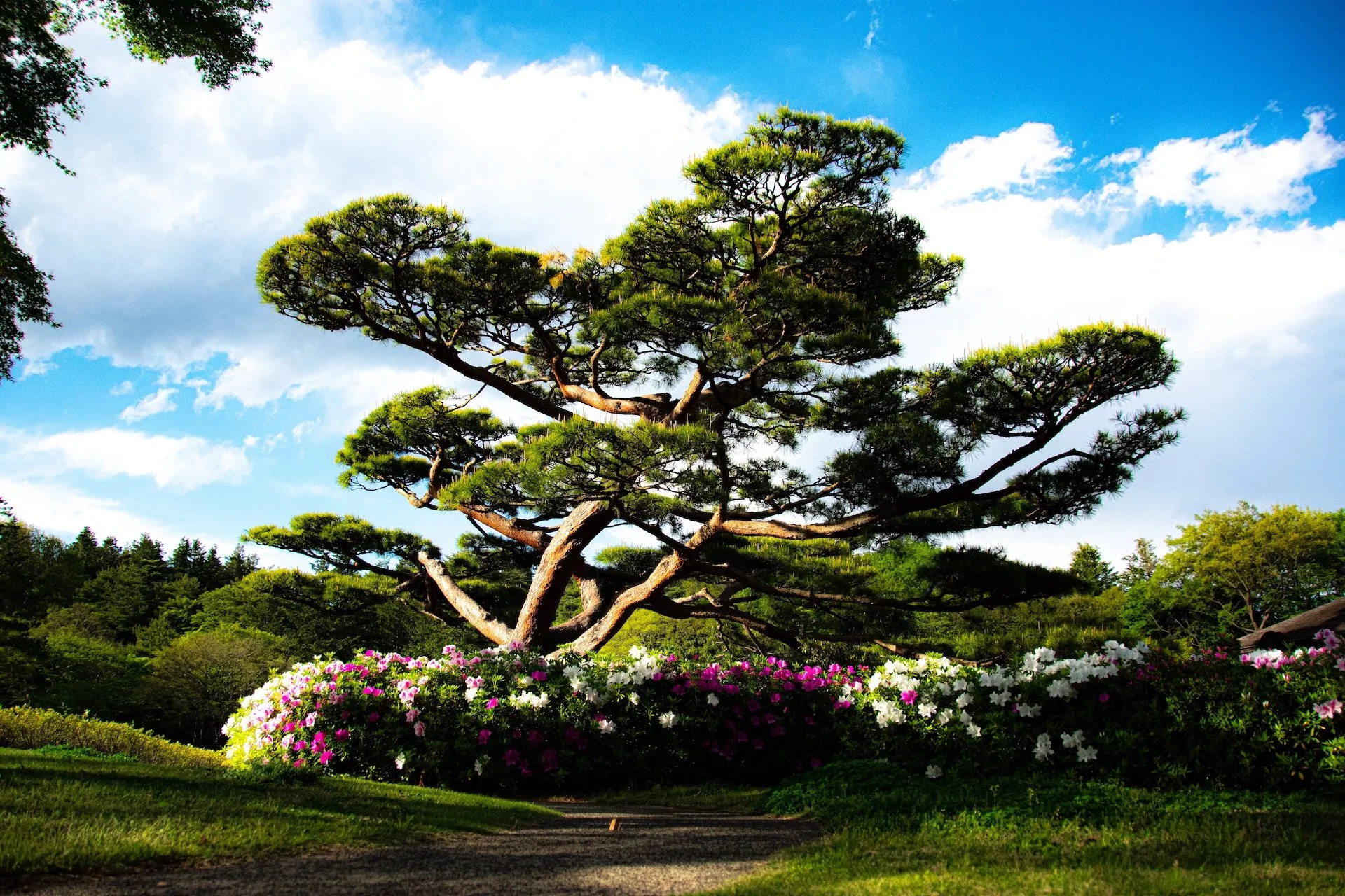 Showa Memorial Park in Tokyo, Japan