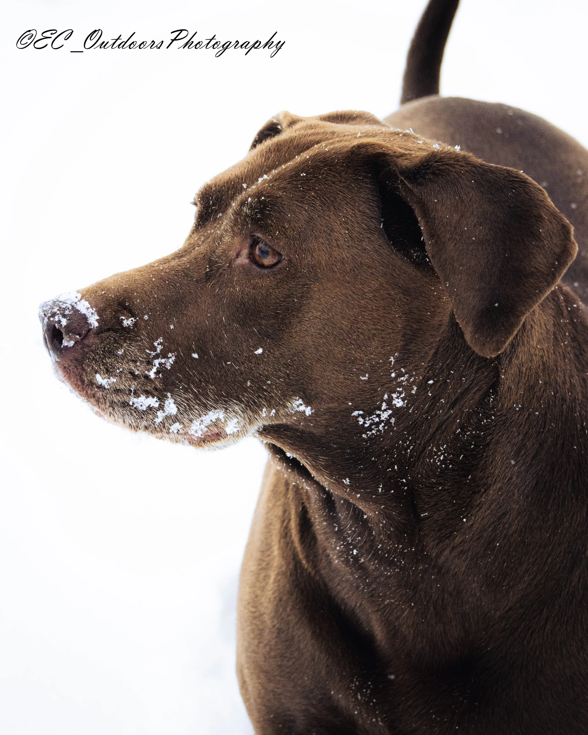 Pet Photography
