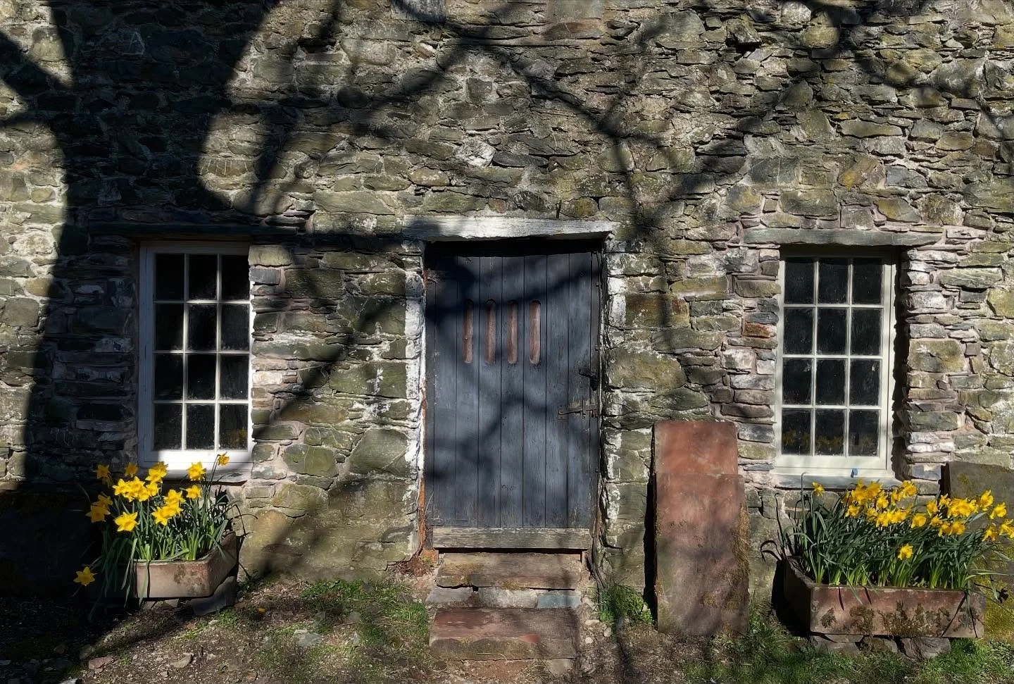 The Daffodils out in full force.