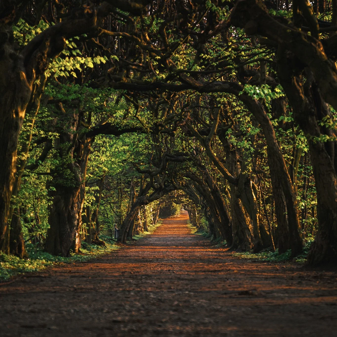 #germany #pulsnitz #avenue #allee #sonnenaufgang #sunrise #morninghours #goldenhour #spring #photography #xt5 #fujifilm