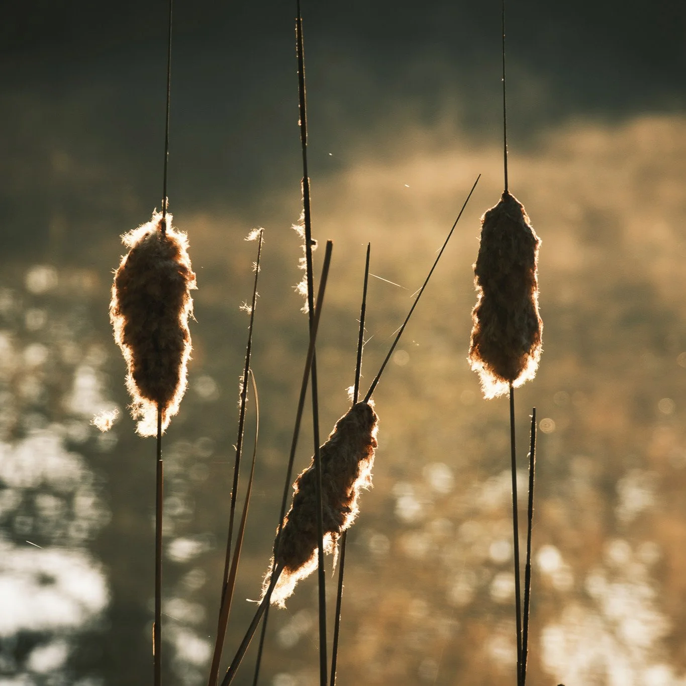 #schilf #natur #photographie #fuji #fujifilm #xt5 #sunkissed #sunrise