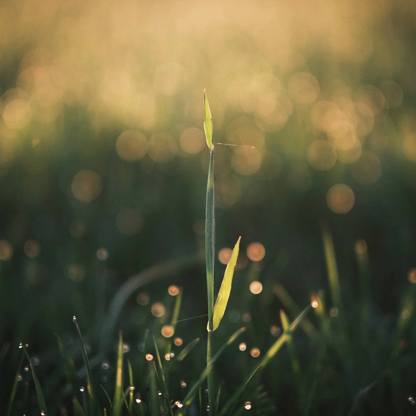 #grashalm #sunlight #sunkissed #sonnenaufgang #sunrise #morningglory #depthoffield #fujifilm #fuji #xt5 #fujixt5 #dresden #germany #saxony #sachsen #deutschland #naturephotography #naturfotografie #nature #nature_lovers