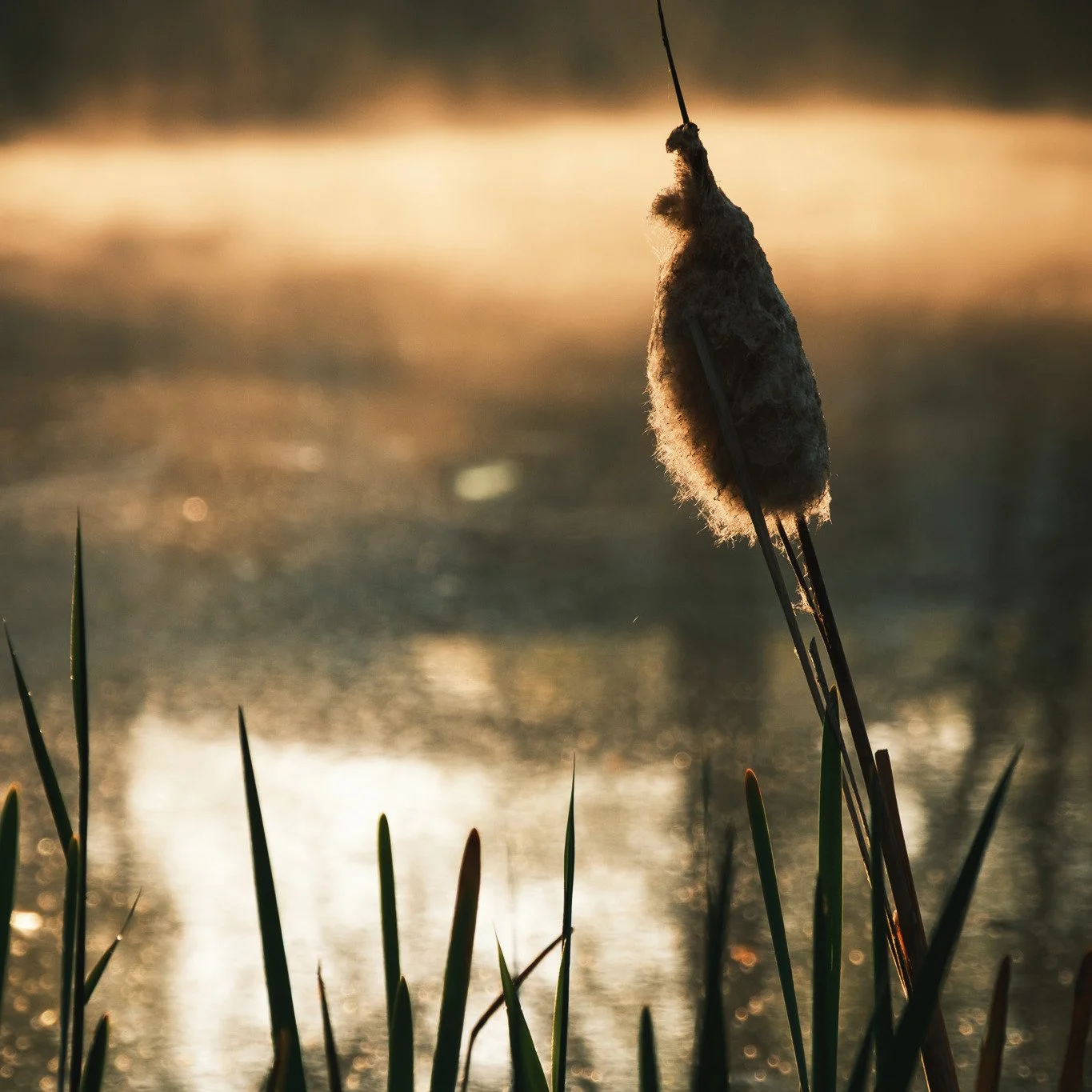 #schilf #sonnenaufgang #sunrisephotography #nature #naturfotografie #fujifilmxt5