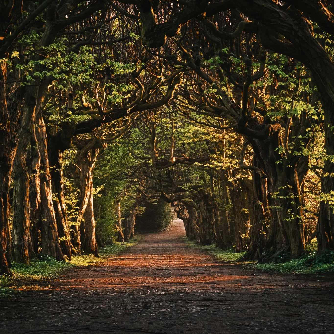 #pulsnitz #allee #sunlight #sonnenaufgang #goldenhour #goldenestunde #xt5 #fujixt5 #fujifilm