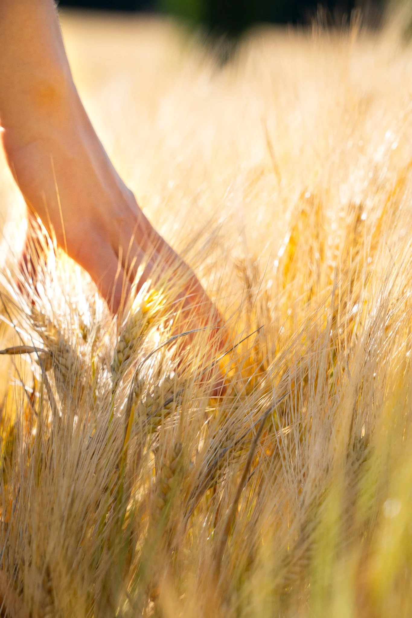 Hand berührt Weizenähren auf einem Feld bei Sonnenlicht.