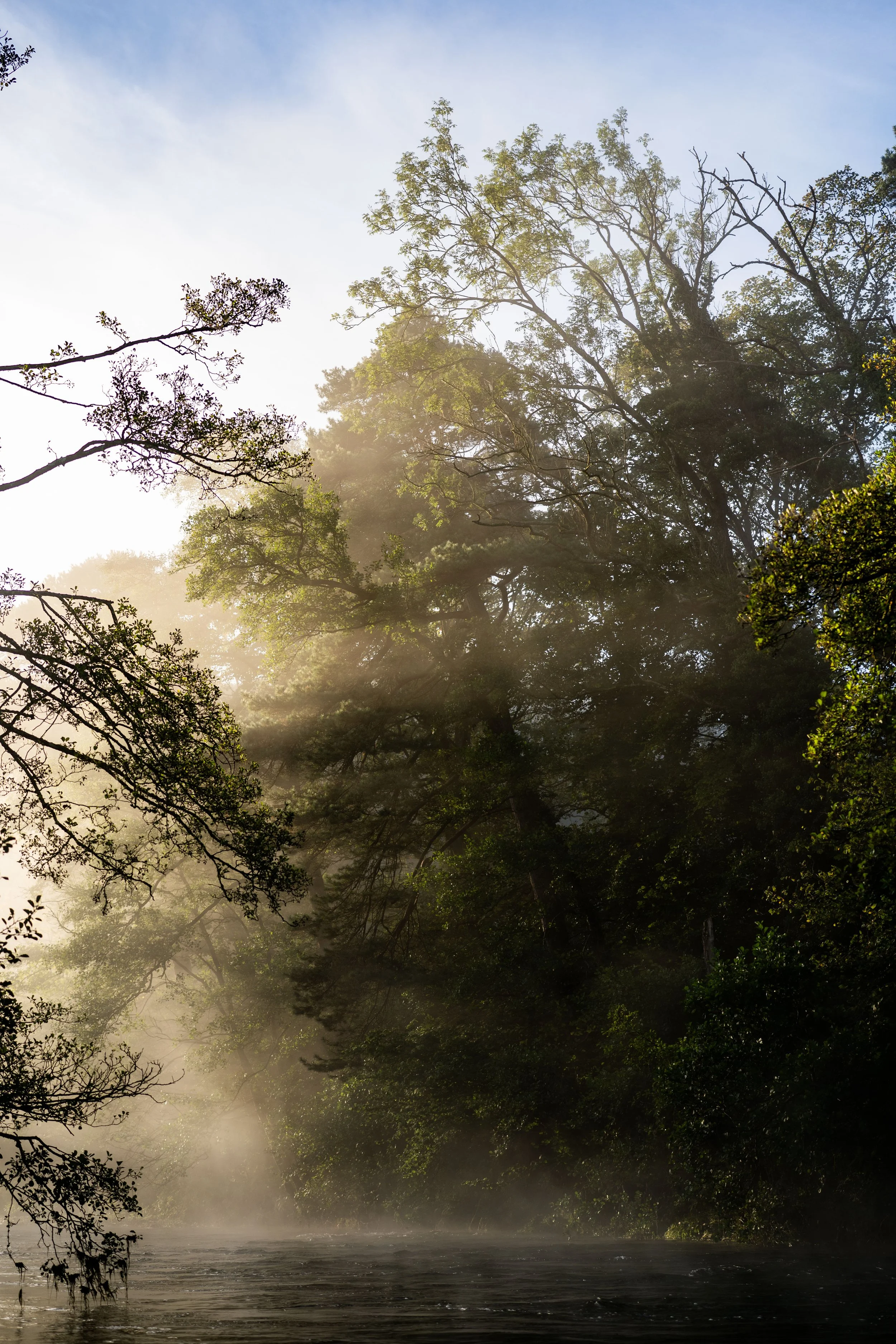 Morning sunlight shining through tall trees along a river in a forest.