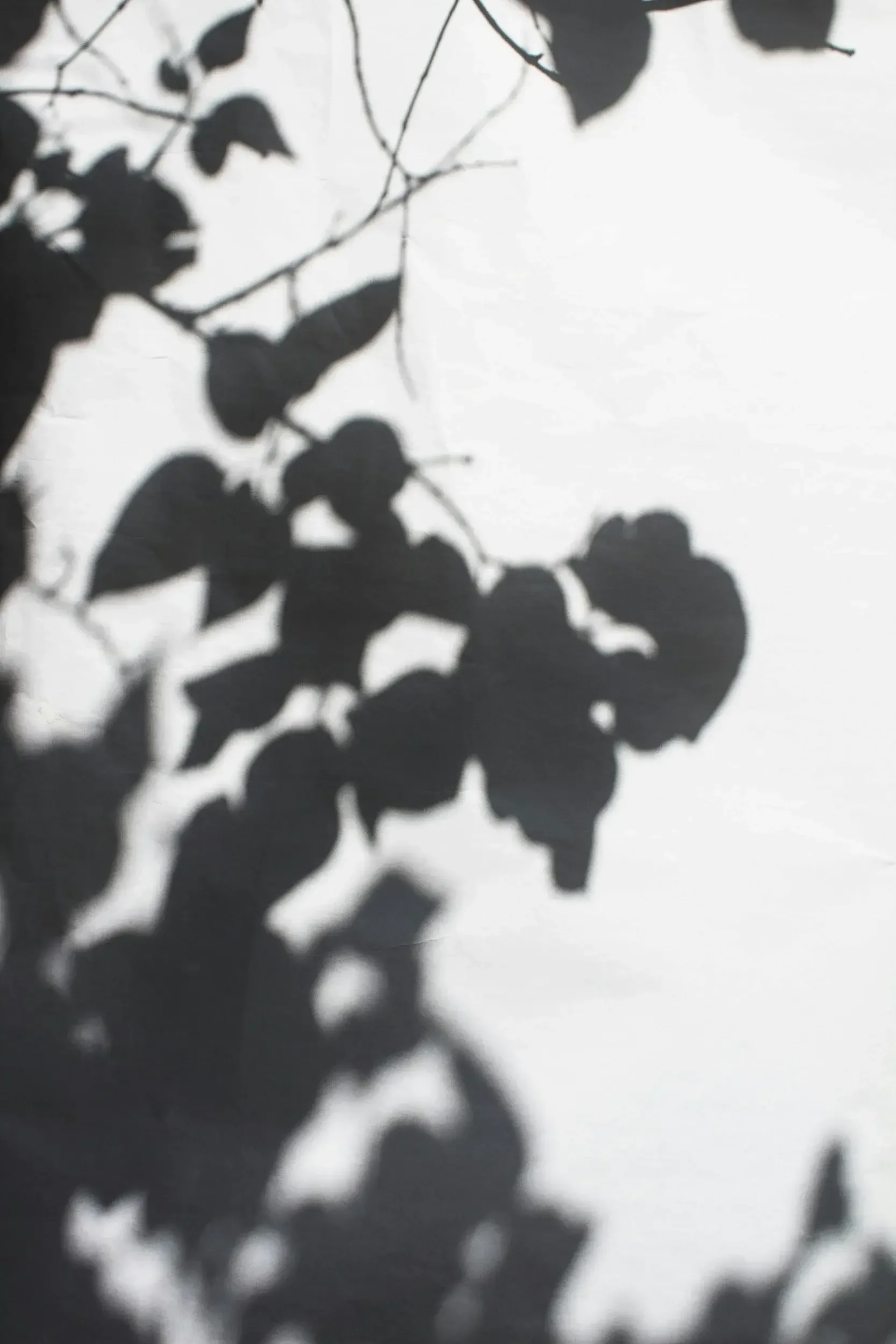 Soft shadow of leaves on a wall, creating a calm and reflective atmosphere