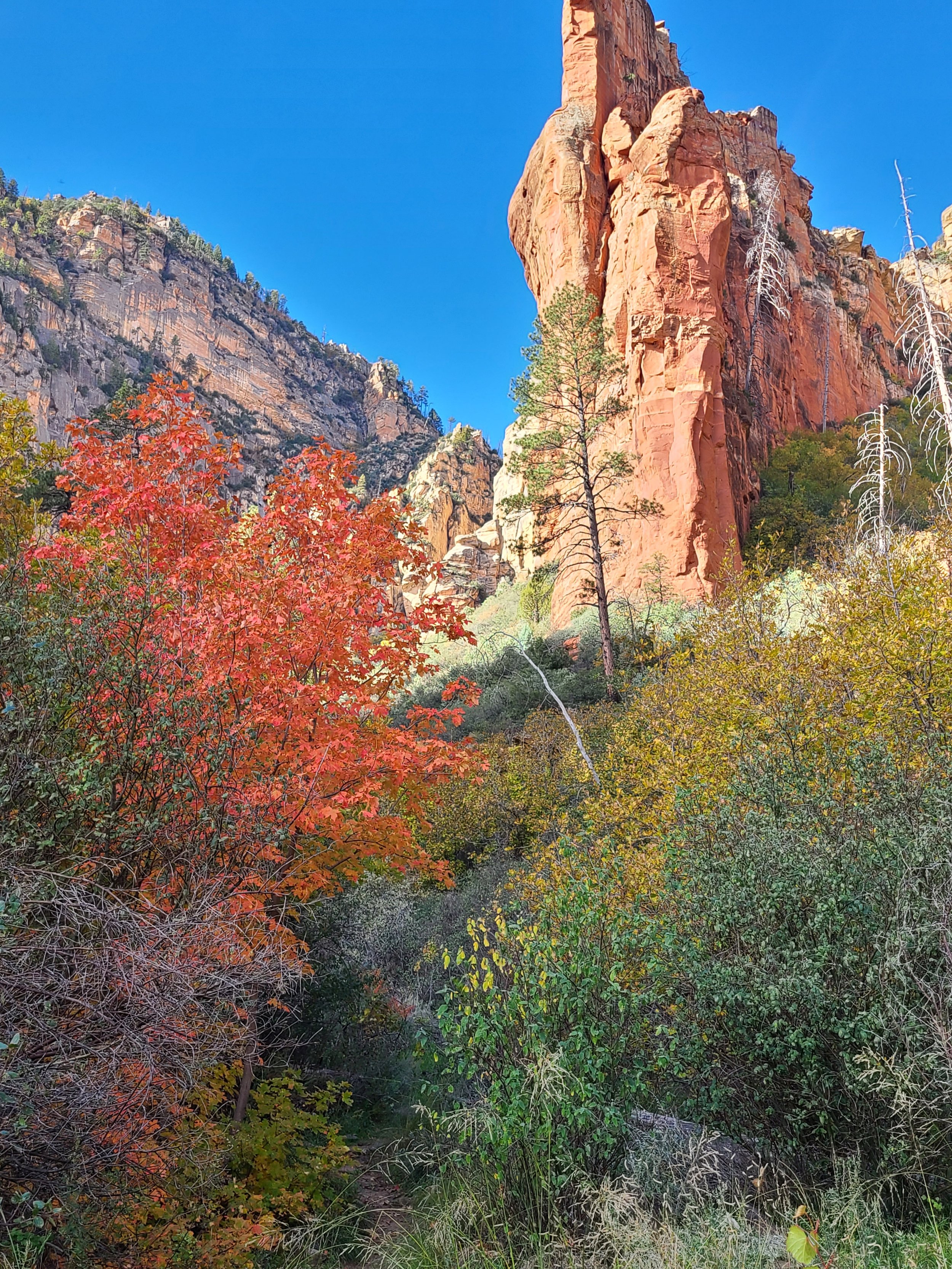 FallColorsInSedona.jpg